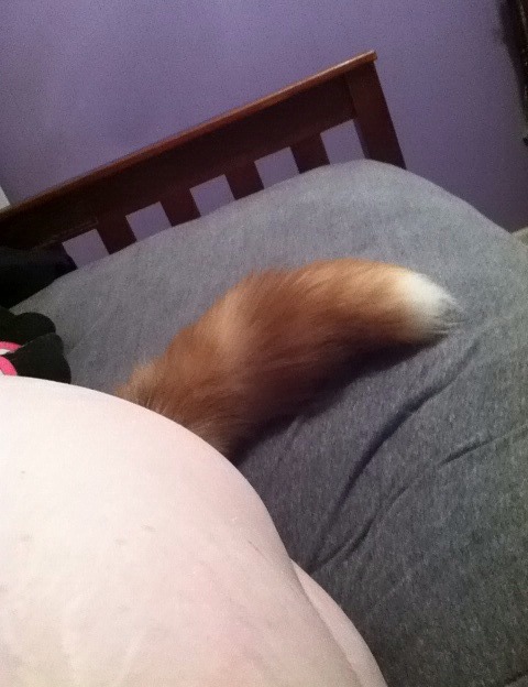 nsarararara:  anxious-and-caged:  Finally took some pics of me in my new tail, I