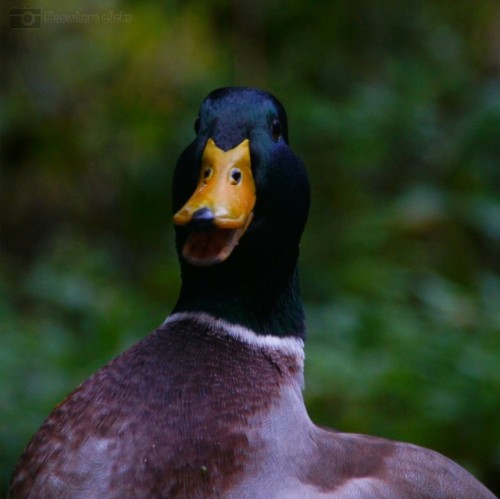 Confident Quacking- Tom