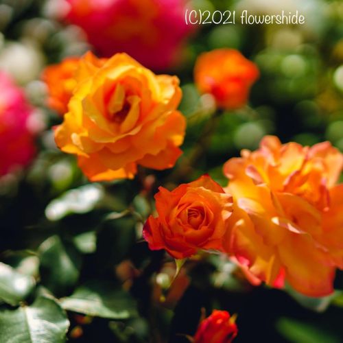 #flowers #flower #flowerlovers #花 #花が好きな人と繋がりたい #花好きな人と繋がりたい #写真好きな人と繋がりたい #beautifulflowers #su