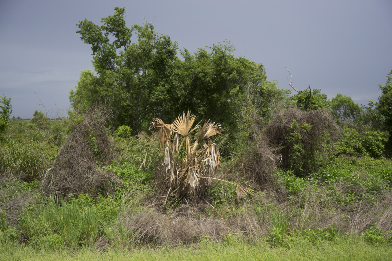 near Hammond, LA. June 12, 2015.