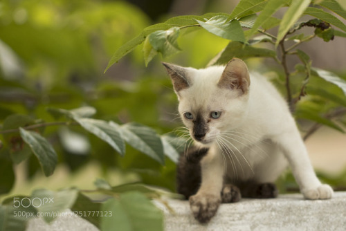 Little curious cat staring and playing around. Beautiful eyes. M by Arthu | Little curious cat stari