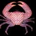 typhlonectes:escuerzoresucitado:CrabsI believe the last one is a squat lobster, but