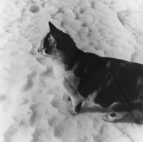 wtxch:  Peter Hujar (American, 1934–1987)Cat in Snow, Germantown, 1982