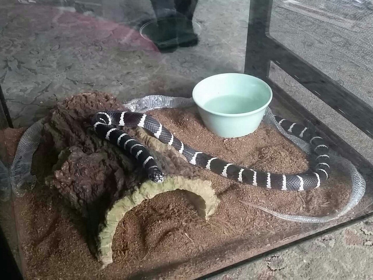 Freshly shed beeb♡ another perfect shed(: was only a month after the last one,