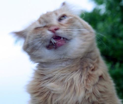 Sex pleatedjeans:  24 Cats Caught Mid-Sneeze pictures