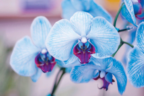 mellowboom:  Shades of light Blues & Purples- beautiful & calming 