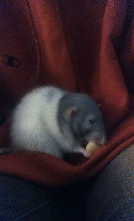 Sleepie fat girl eats some apple–Go Eat Some Apple, Fatty 