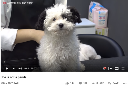 tofuimpala:I’m obsessed with this meticulous dog grooming youtube channel and all of their video tit