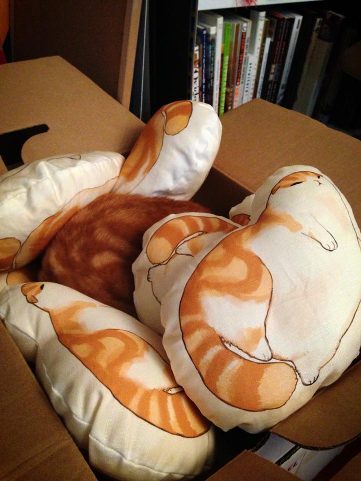 waffles-the-cat:  Peekaboo you can’t see me! Pillows here 