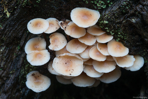 clusterpod: Collybia eucalyptorum. Lady Barrons’ track, Mount Field national park. Tasmania, A