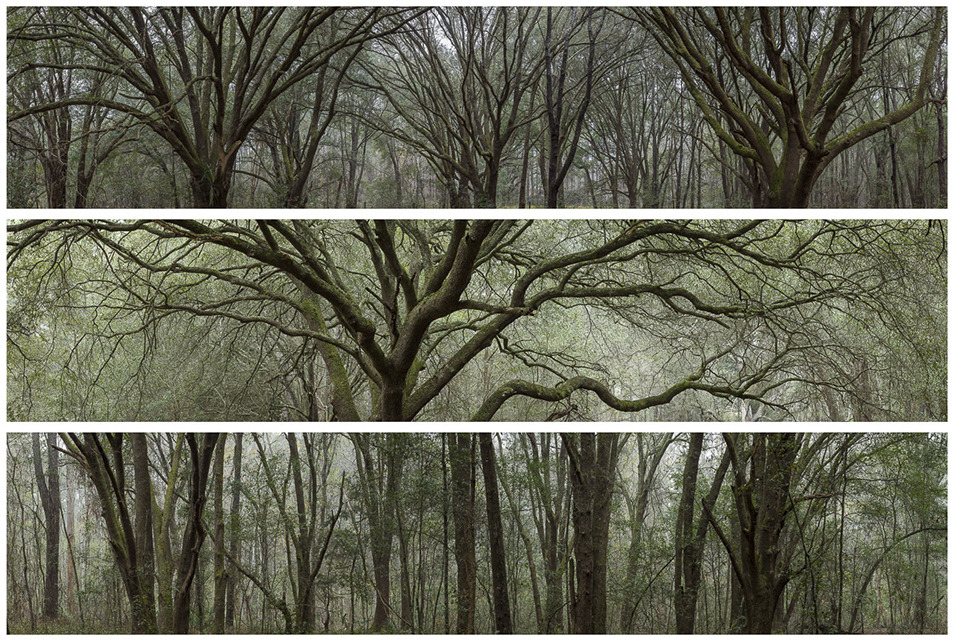 nevver:  Into the woods, Doug Eng 