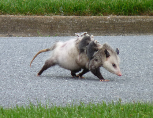 opossummypossum: possum with babies crossing street - Lynchburg, Virginia by Retronaut on Flickr.