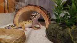 kruegertheleopardgecko: I am a very regal lizard. Especially when it’s dinnertime