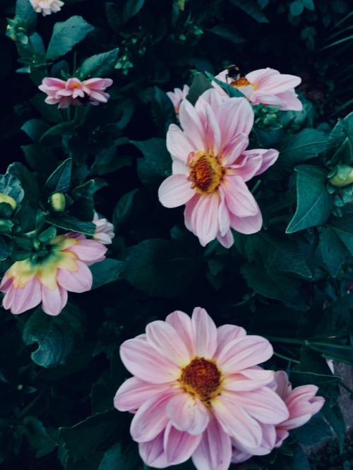 lady-iwilltouchyouwithmymind: Dahlias in my garden. © LIWTYWMM