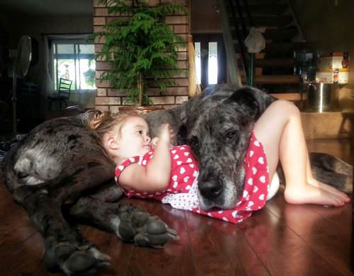 housewifesecrets:  johnnybee:  This made me mist up a little. Big pups being friends to human kids.  Those are their people too
