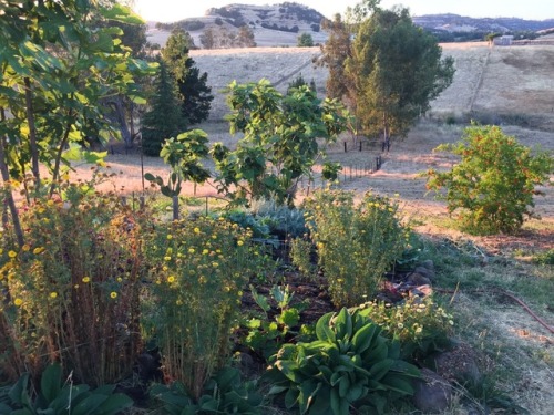 husbandryandharvest: The west garden is planted out with tomatoes, peppers, eggplants and volunteer 