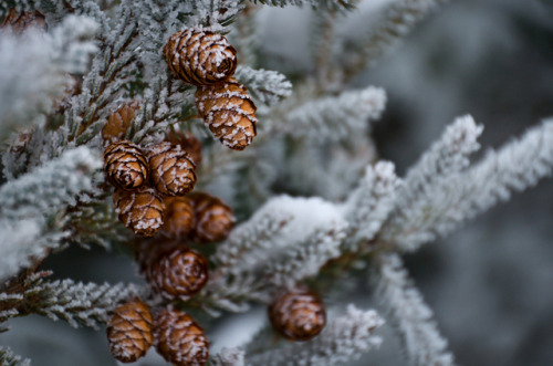 Pinecones by afternoon_dillight on Flickr.