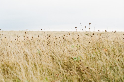 dungeness on film.