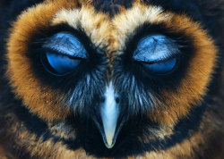 foodffs:  25+ Majestic Owls Caught On Camera