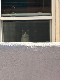 theuserformerlyknownas778:  Neighbor cat