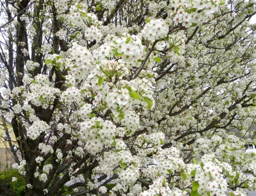 Blooming seen on my walk today. 