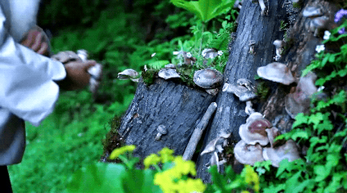 eggpuffs:我把香菇种到山里啦！I planted shiitake mushrooms in the mountain! by 李子柒 Li Ziqi