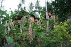 theadventurechild:    Jungle/tropical blog  