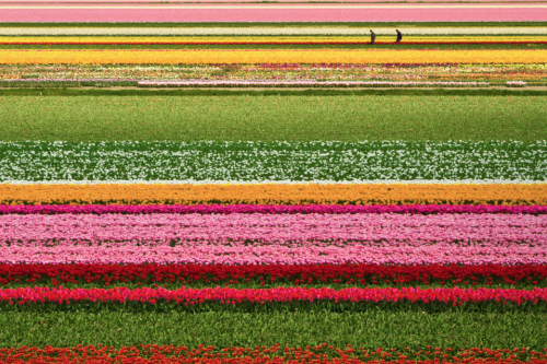 Porn Pics nubbsgalore:  the flowers of holland’s