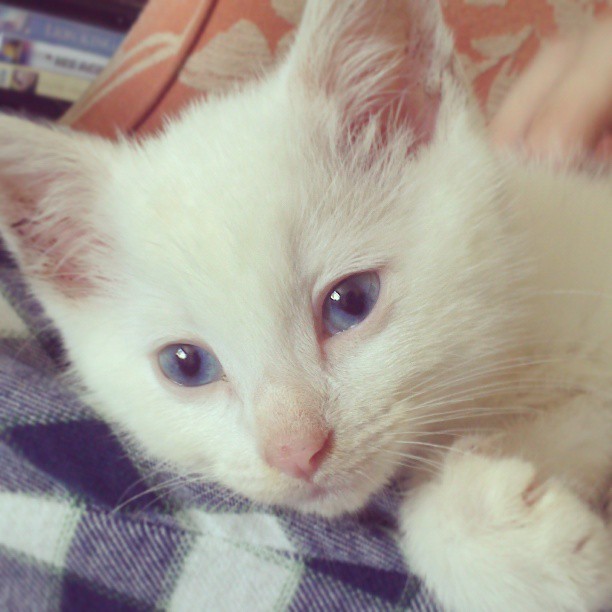 #kitten :3 gonna be the most photographed cat ever!