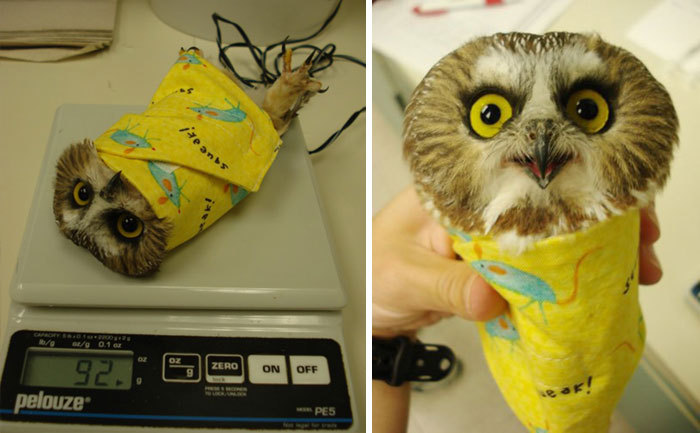 awesome-picz:Animal Care Workers Reveal How They Weigh Their Little Pals In  Cute