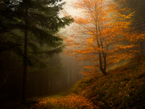 By Peter Samuelsson 