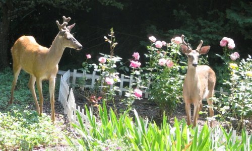 memorygirls: Deer in rose garden