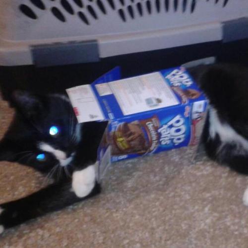 getoutoftherecat:  get out of there cat. you are not a poptart. 