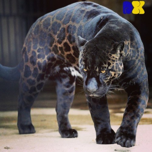 A melanistic #jaguar, sooo #cool #animal #rare #wild #wearesoready #dx1964 #cat #picoftheday