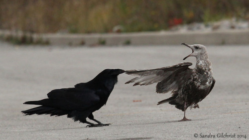 thalassarche:Common Raven (Corvus corax) teasing a gull (Larus spp) - series by Sandra GilchristAccording to the photogr