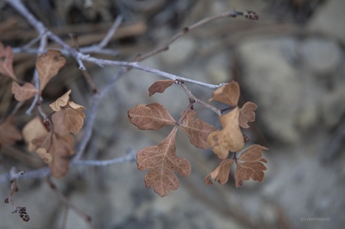 High Desert Details: Skunkbush Sumac, Crustose Lichen, Limber Pine Cones and Sagebrush. Pure Wyoming