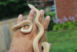 rate-my-reptile:  SCoopinsnoots here with a NEW Anvention, it is a spahgeti shaped like STRANGE and small anneamal… where come form? Youare are asking me??? 10/10 TRICK: IS SNAKE 