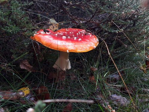 Sutton Park, Birmingham, UK, October 2021Fly agaric (Amanita muscaria) I found swathes of these