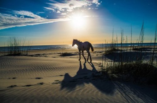 Kayaking through the marshes of Georgia then sleeping under the stars: Cumberland Island National Se