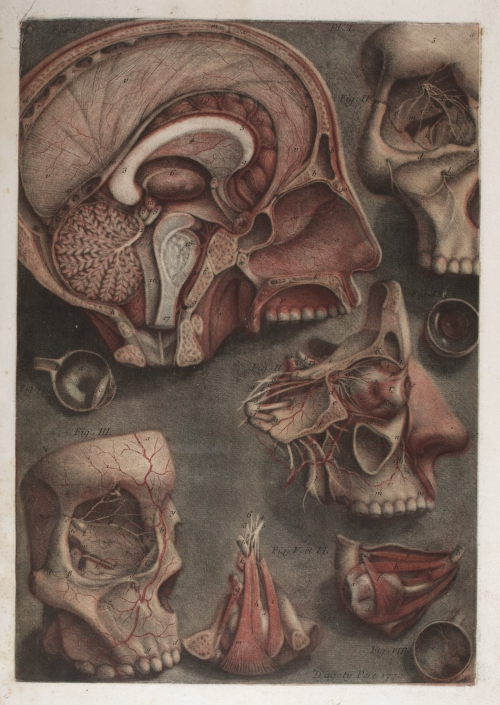 nemfrog:Pieces of a skull. Exposition anatomique des organes des sens. 1775.Gallica