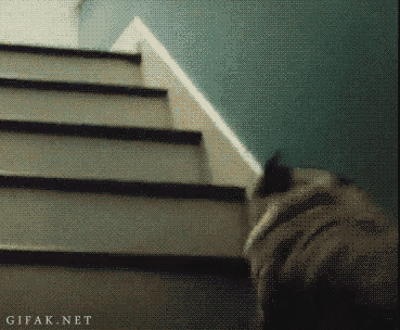 goblin-of-thy-goblin-king:  Here you go tumblr peeps! Pugs no drugs!