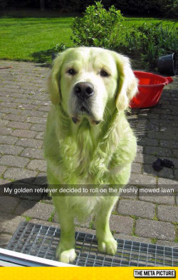 advice-animal:  And Now He’s Greenhttp://advice-animal.tumblr.com/ 