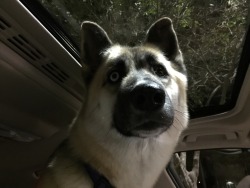 huskyhuddle:  Noodle making dumb faces in the car because moon roofs are fun