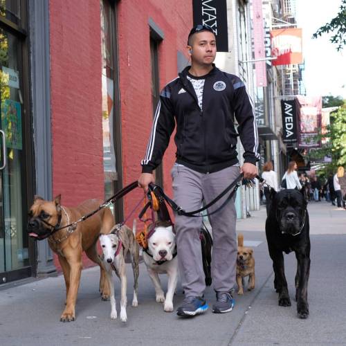 #DOGWALKER #dogsofnewyork #nycdogs #dogsofnyc #Soho #sohonyc #gettingmyshot #Nycstyle #nycstreetphot