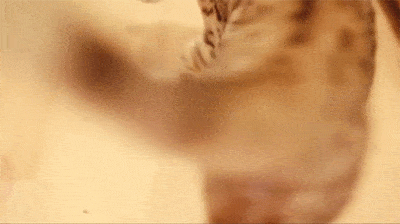 catgifcentral:  Glass