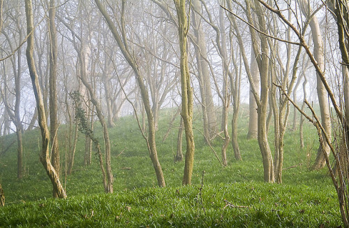 rosesinaglass:Luminous wood by jonathan charles photo on Flickr.