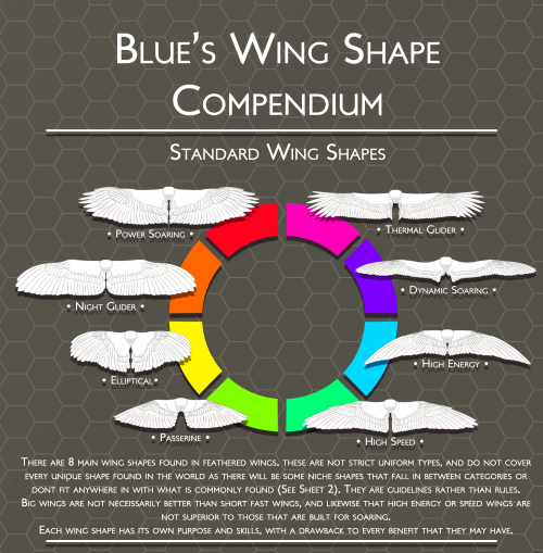 art-res:scribbly-blue-hearts:  Blue’s Feathers and Wings Compendium: Standard Wing Shapes      Wings Part 1 [Standard ]| Wings Part 2 [Atypical] | Feather Markings | Tail Feathers [Part 1] | Tail Feathers [Part2]    I have expanded the traditional 4