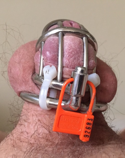 anonmouse93:  Other than a 12-hour release at the 4-week mark, my poor little cocklet has now been continuously locked for 6 weeks. I’ve been told it gets freed in just 1 more week. Every couple weeks I get a ruined orgasm in the cage via a hitachi
