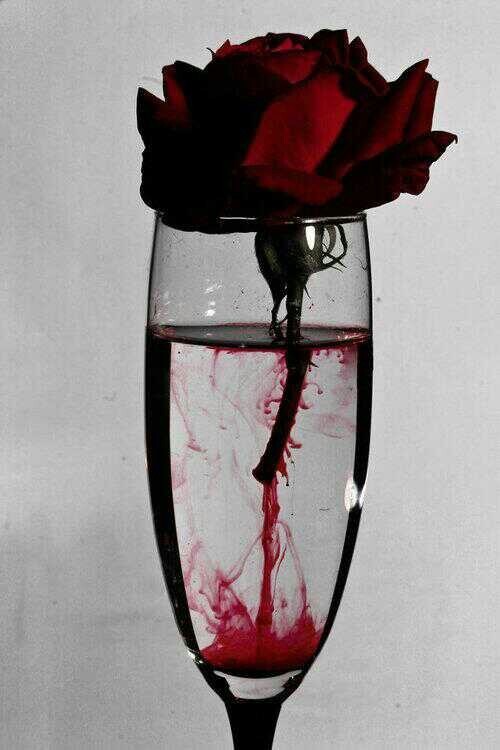 black-blood-black-tears:  Flower unter We Heart It. 