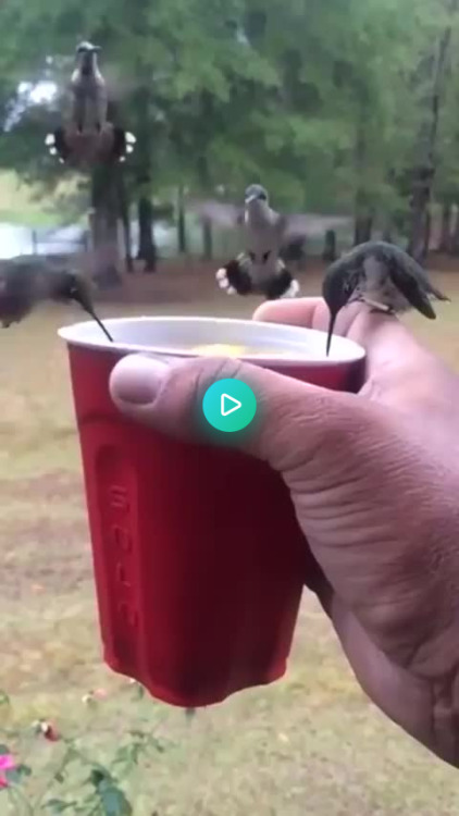 naturezem
